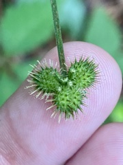 Sanicula smallii