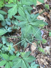 Sanicula smallii