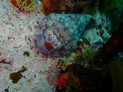 Chorisochismus dentex