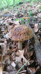 Leccinellum rugosiceps