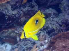 Chaetodon bennetti