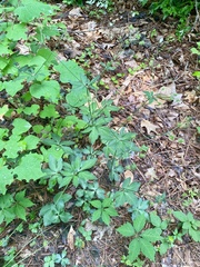 Sanicula smallii
