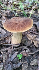 Leccinellum rugosiceps