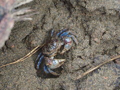 Pseudohelice subquadrata