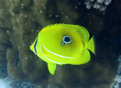 Chaetodon bennetti