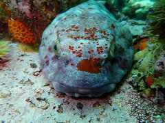 Chorisochismus dentex