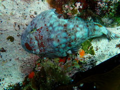 Chorisochismus dentex