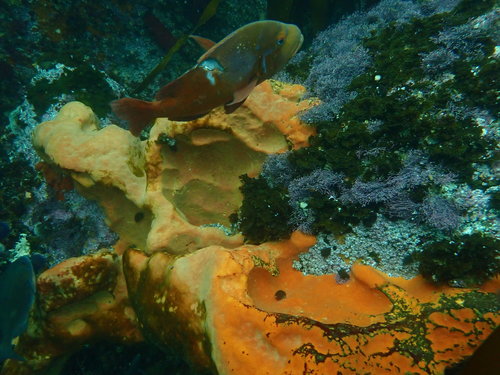 Chrysoblephus laticeps
