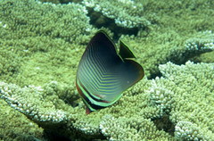 Chaetodon baronessa