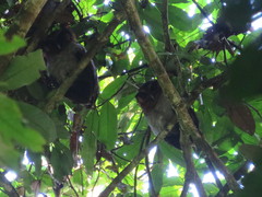 Strix leptogrammica
