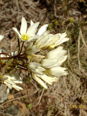 Gentianella stellata