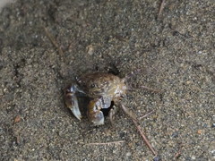 Pseudohelice subquadrata