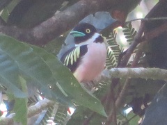 Eurylaimus ochromalus