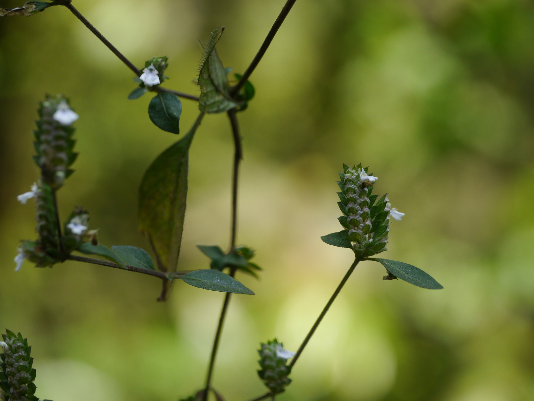 Rungia pectinata (L.) Nees Rungia pectinata (L.) Nees
