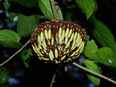 Apoica pallens