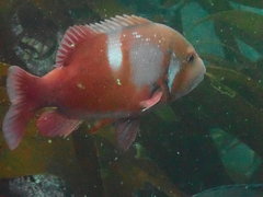 Chrysoblephus laticeps