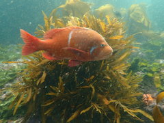 Chrysoblephus laticeps