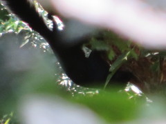 Sundasciurus hippurus