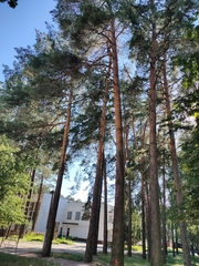 Pinus sylvestris