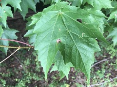 Acericecis ocellaris