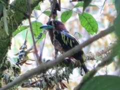 Eurylaimus javanicus