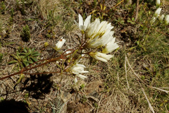 Gentianella stellata