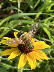 Esenbeckia incisuralis