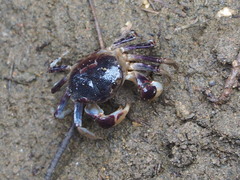 Pseudohelice subquadrata