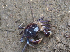 Pseudohelice subquadrata