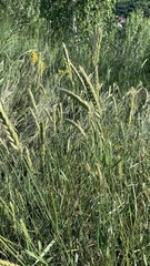 Agropyron desertorum