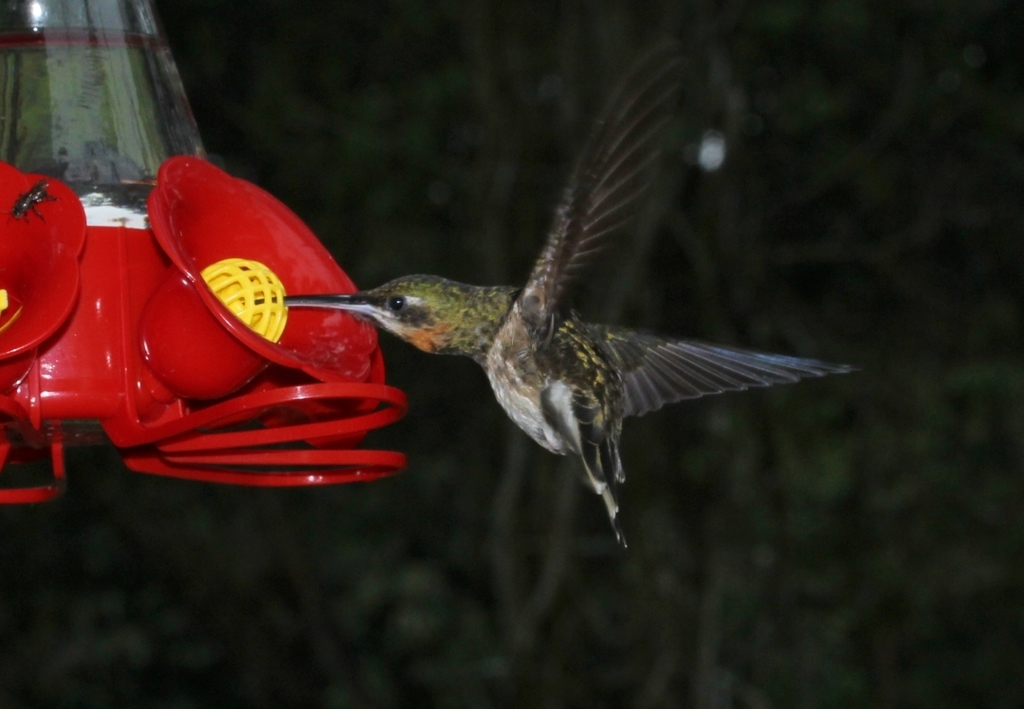 Pale-tailed Barbthroat