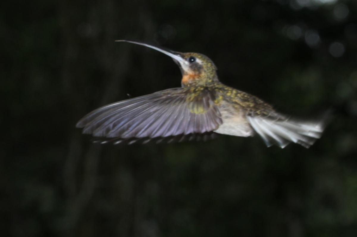 Pale-tailed Barbthroat (Threnetes leucurus), photo 10