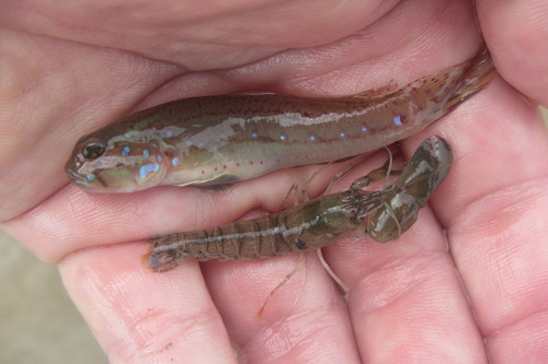 Acentrogobius moloanus
