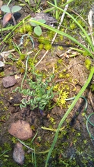 Ornithogalum thunbergii
