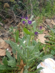 Anchusa officinalis