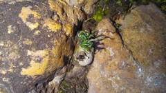Ornithogalum thunbergii