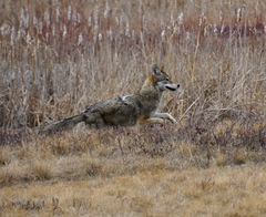 Canis latrans thamnos