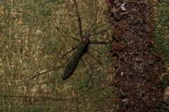 Colobathristidae