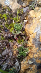 Ornithogalum thunbergii
