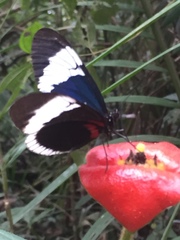 Heliconius sapho sapho