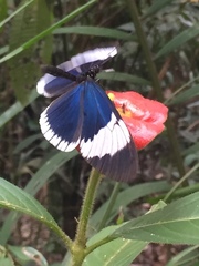 Heliconius sapho sapho