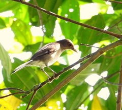 Turdus maculirostris