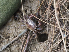 Pseudohelice subquadrata