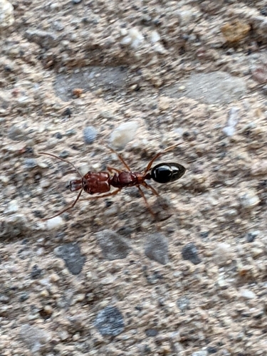 Odontomachus clarus photo 3
