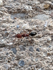 Odontomachus clarus