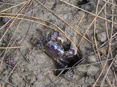 Pseudohelice subquadrata