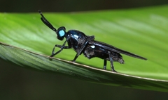 Cyphomyia unicolor