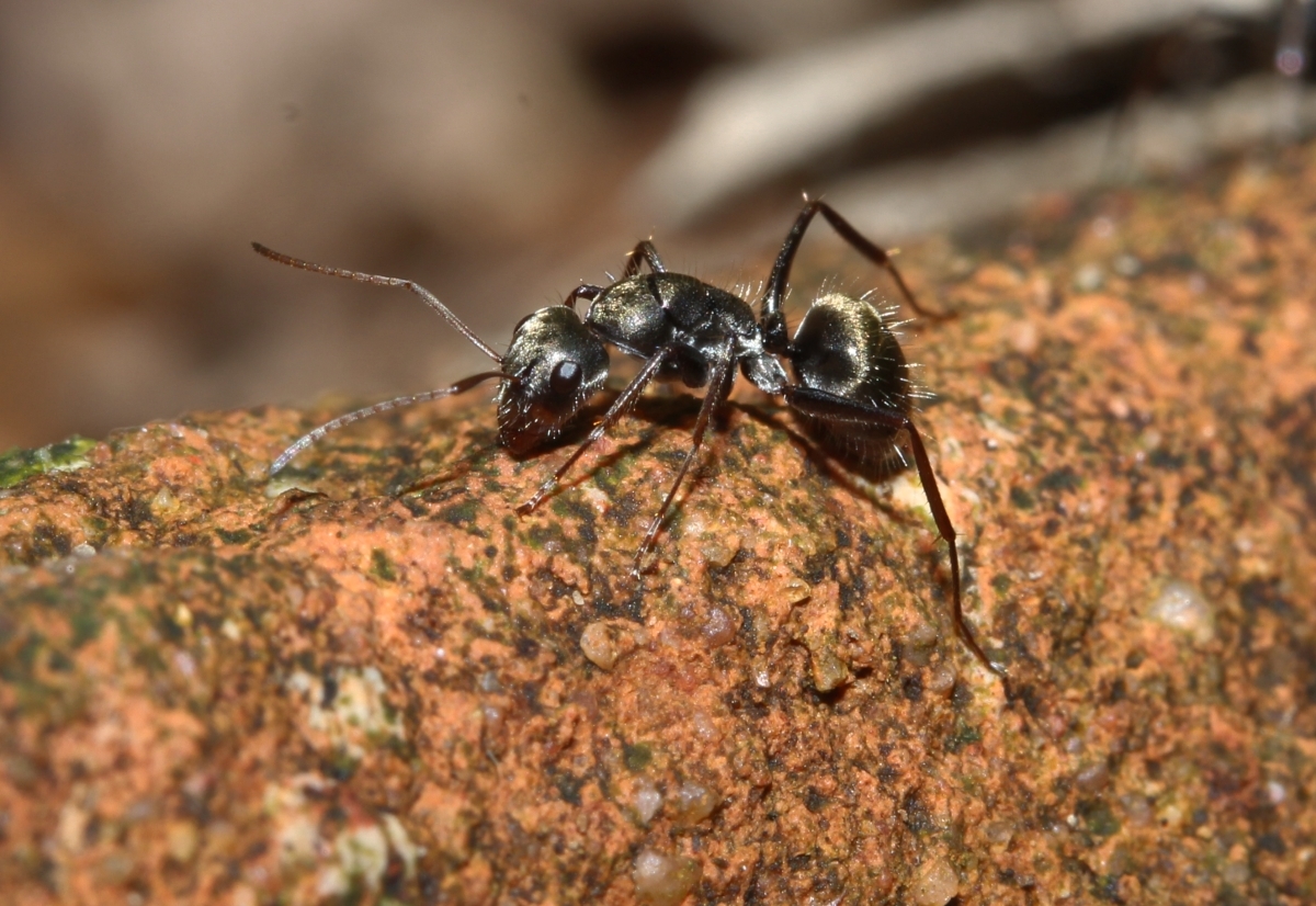 Myrmaphaenus