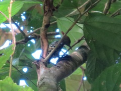 Hemicircus concretus