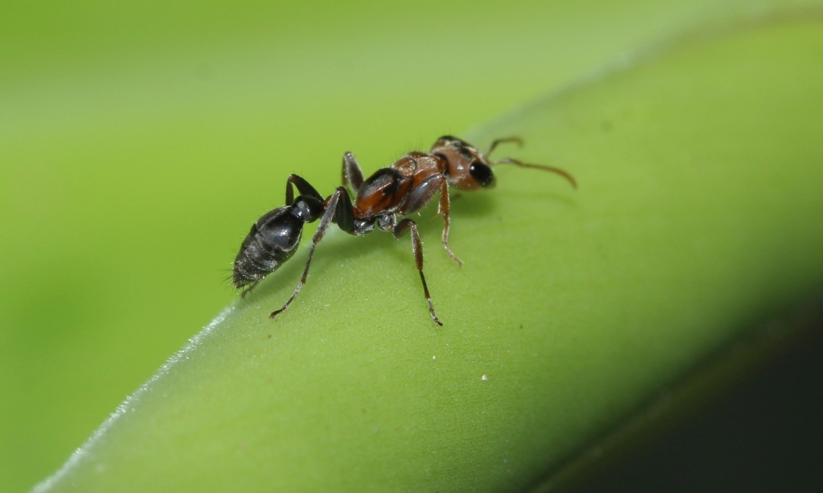 Pseudomyrmex maculatus